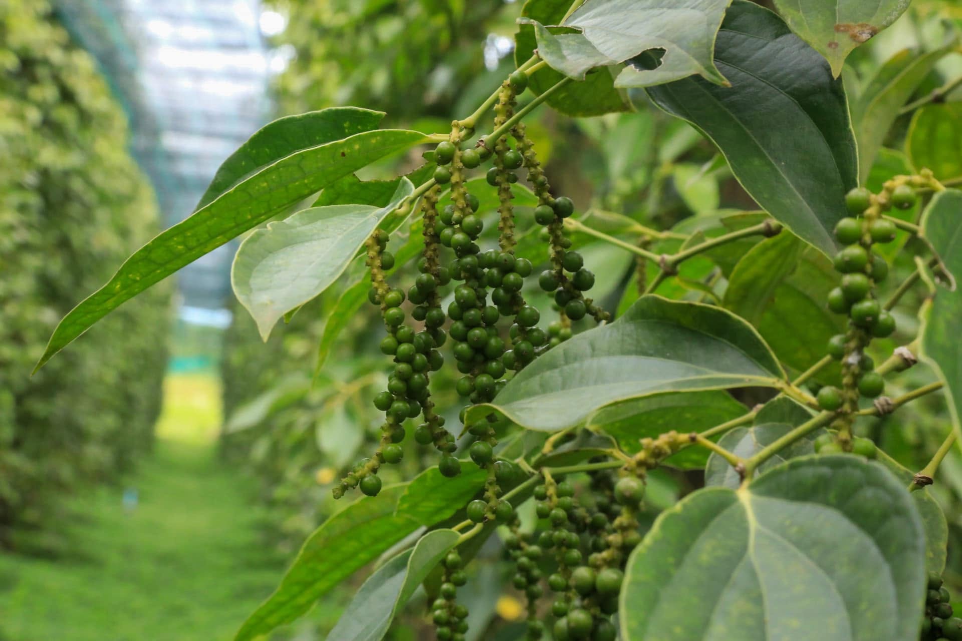 Fresh green Kampot pepper on the vine