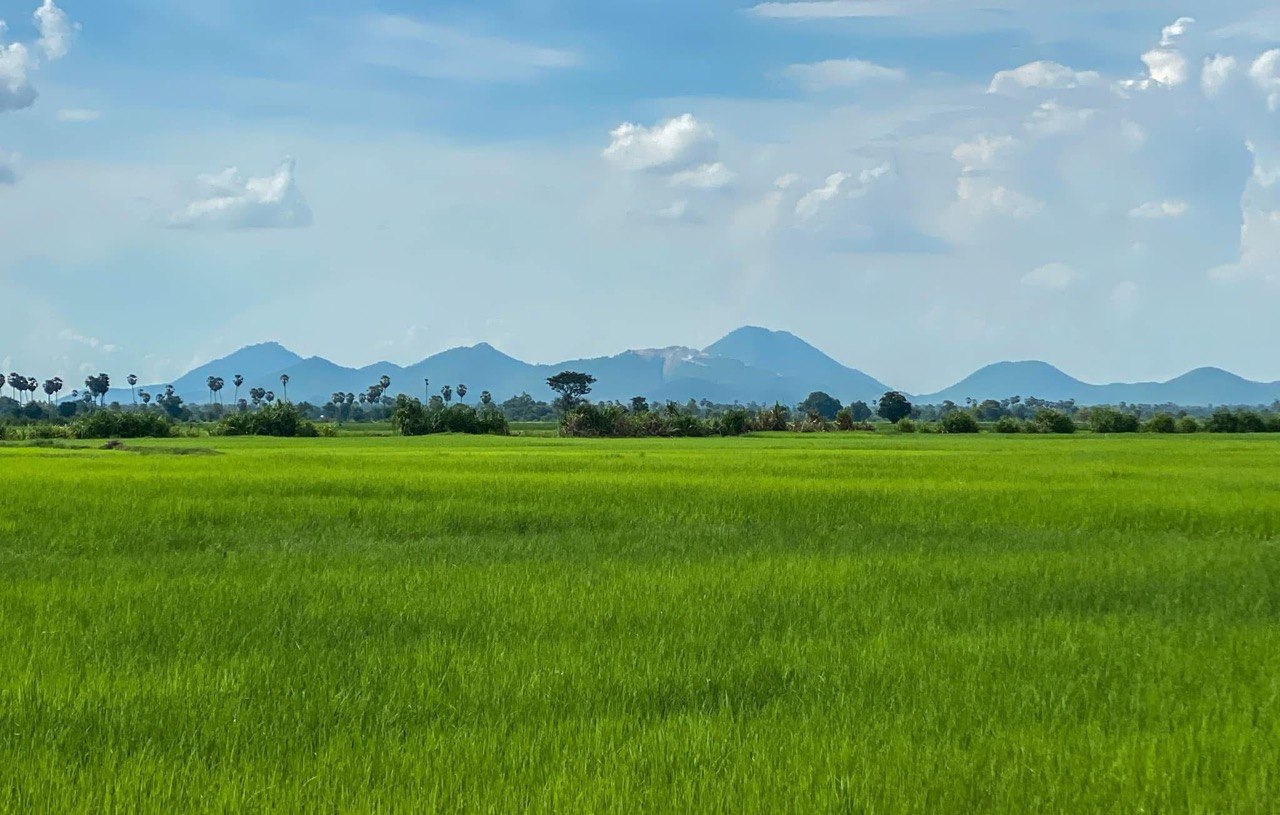 Green rice fields near Kampot