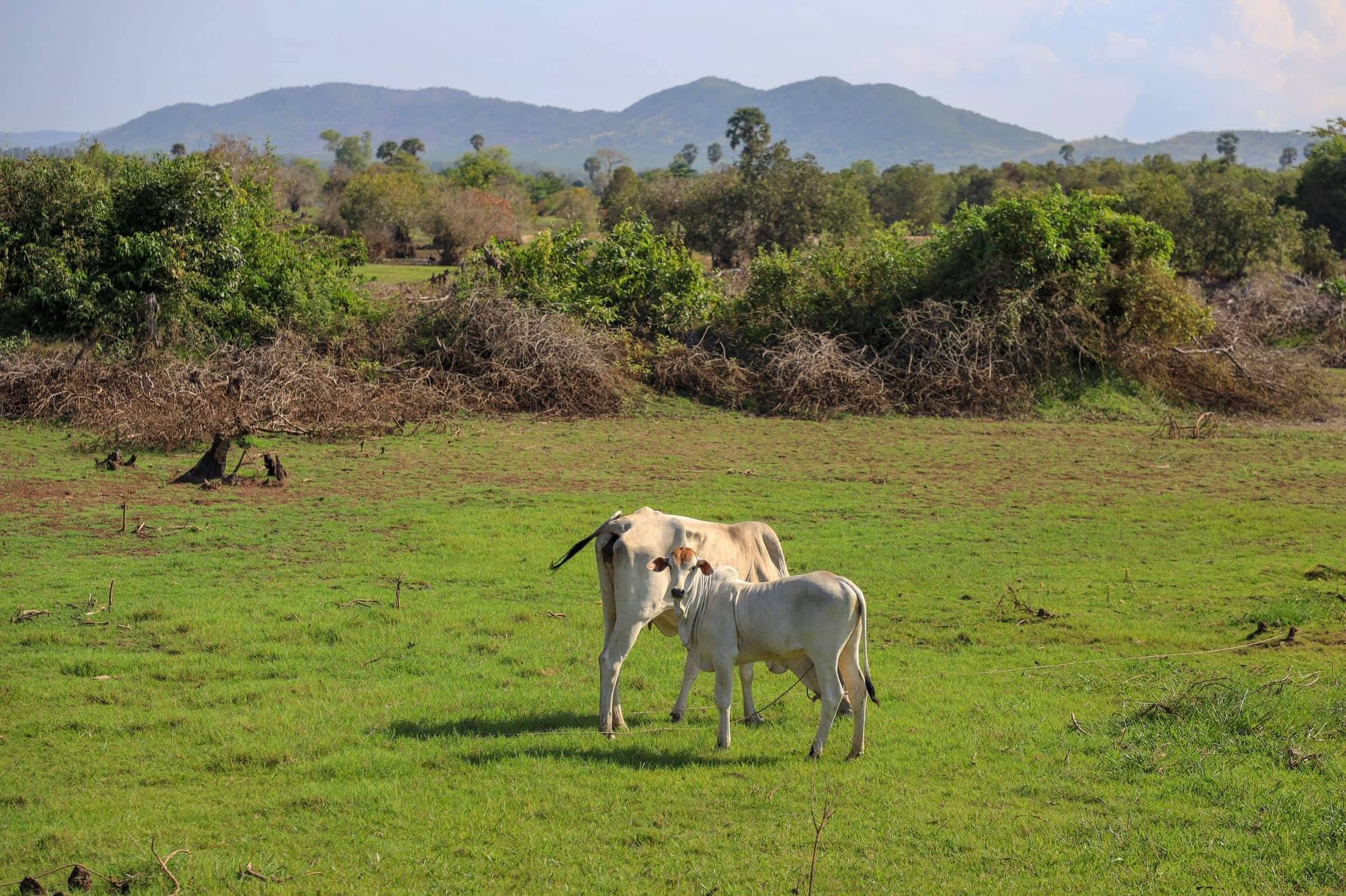 Pastoral countryside with mountain view
