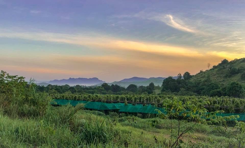Pepper plantation at sunset near Kampot