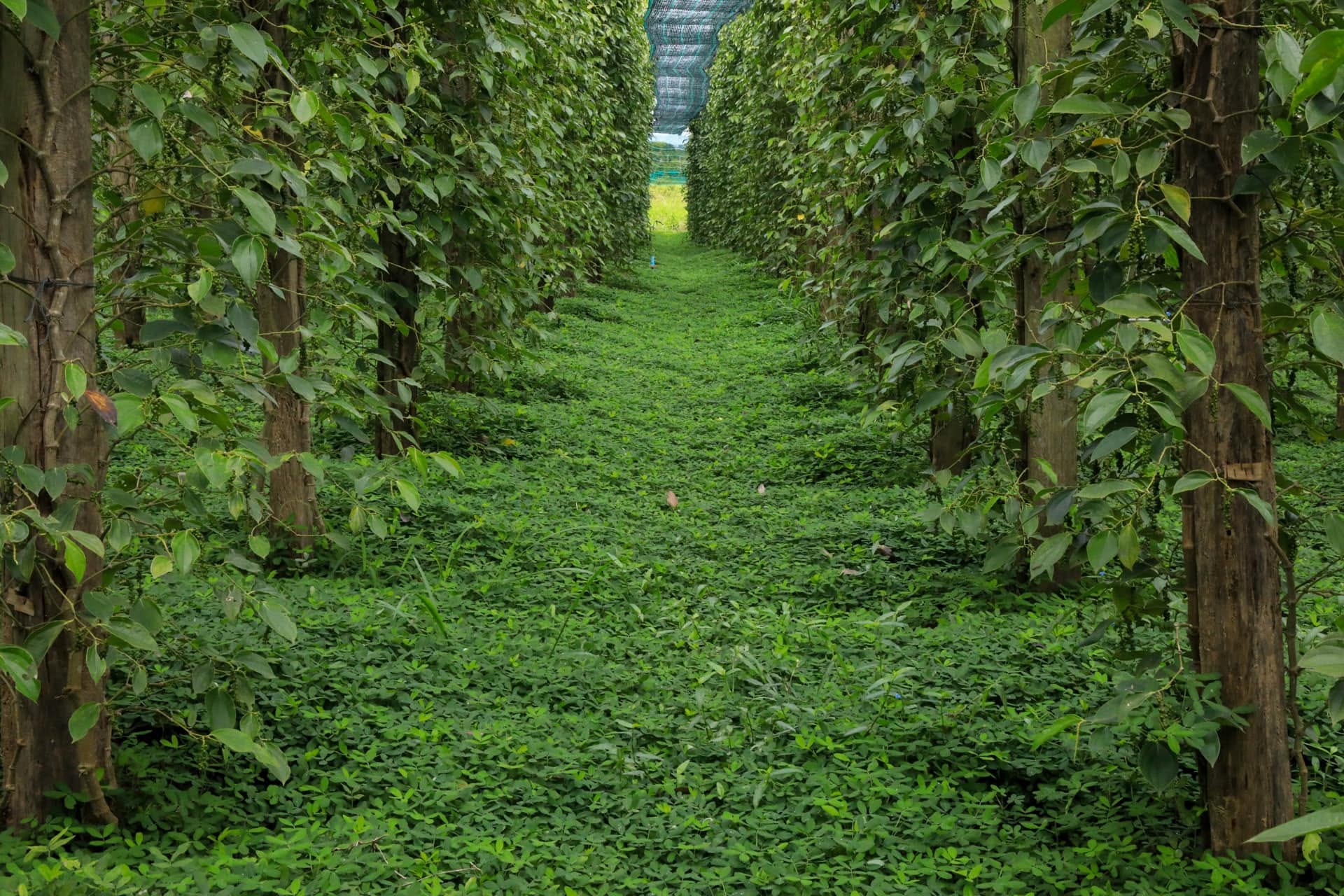 Kampot pepper plantation rows