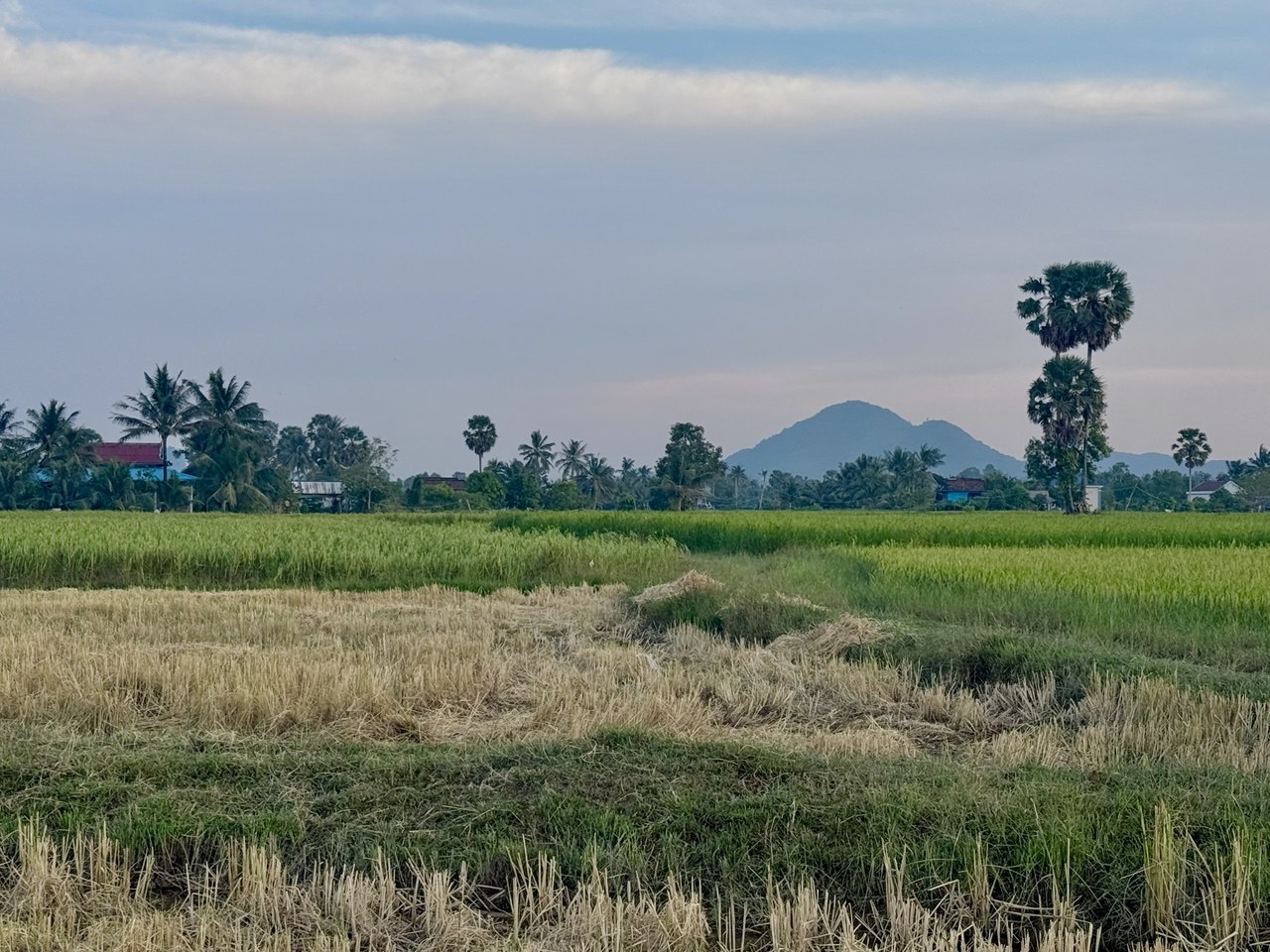 Rice fields and mountain views