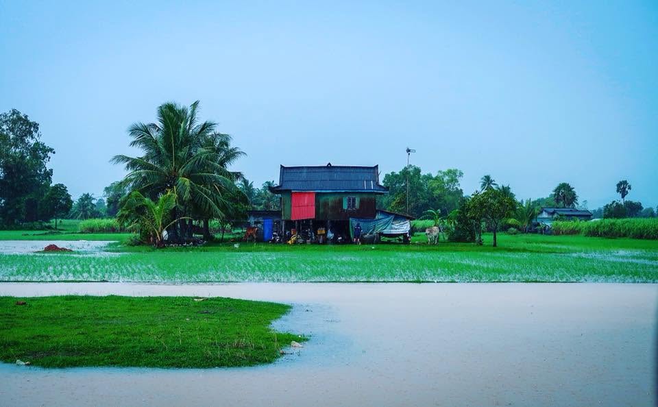 Rural house beside flooded rice fields