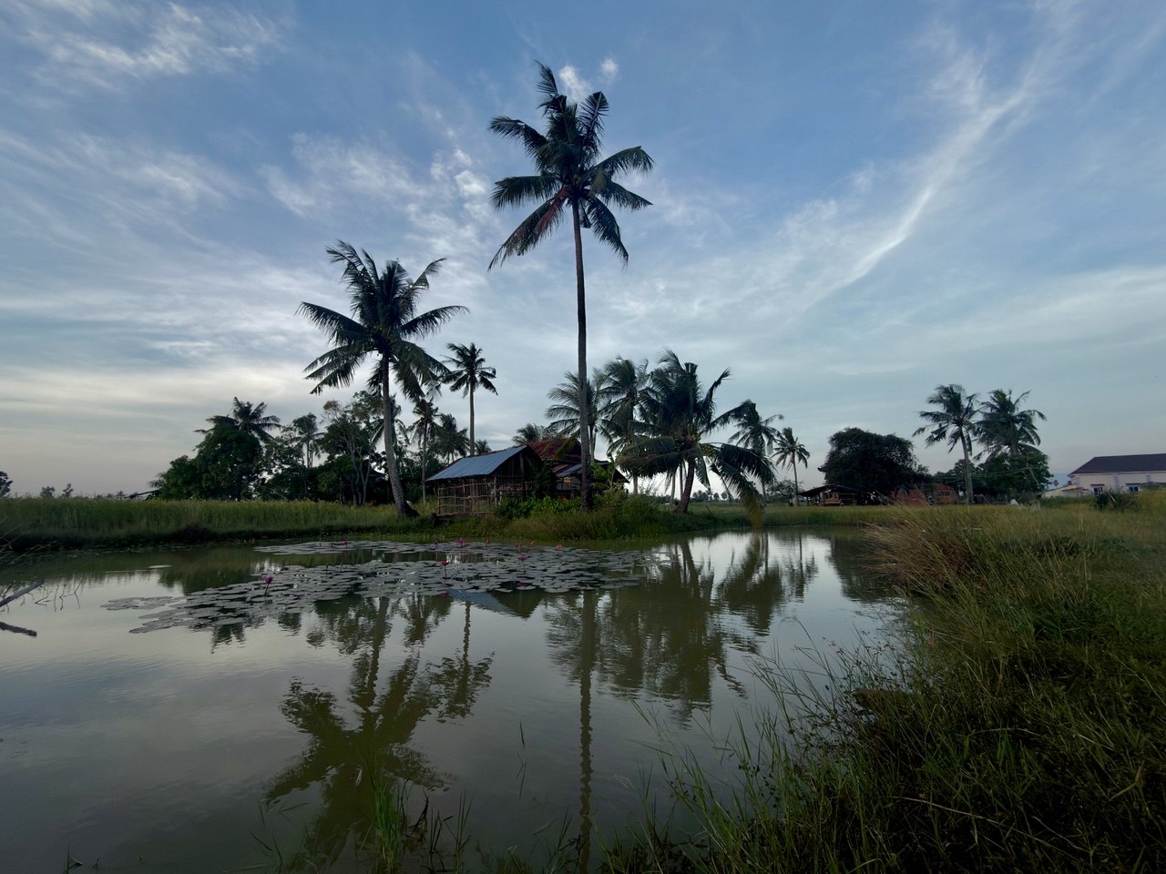 Rural pond with palm trees