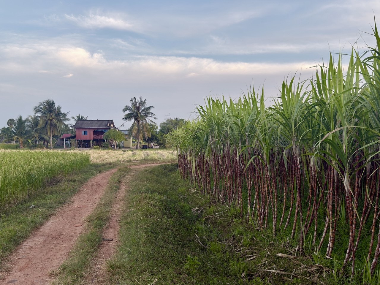 Rural road and sugarcane