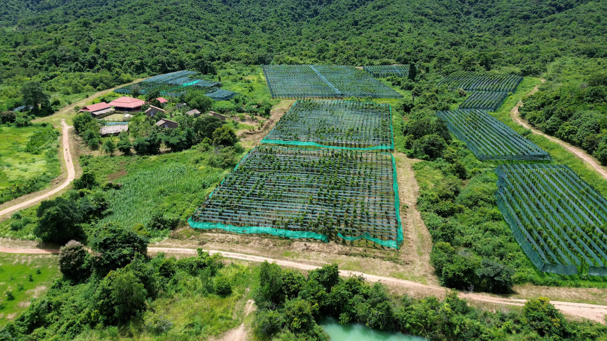 Aerial view of pepper plantation rows surrounded by green hills